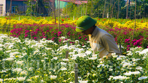  Hải Phòng: Người trồng hoa “héo hắt” vì hoa tươi nở sớm